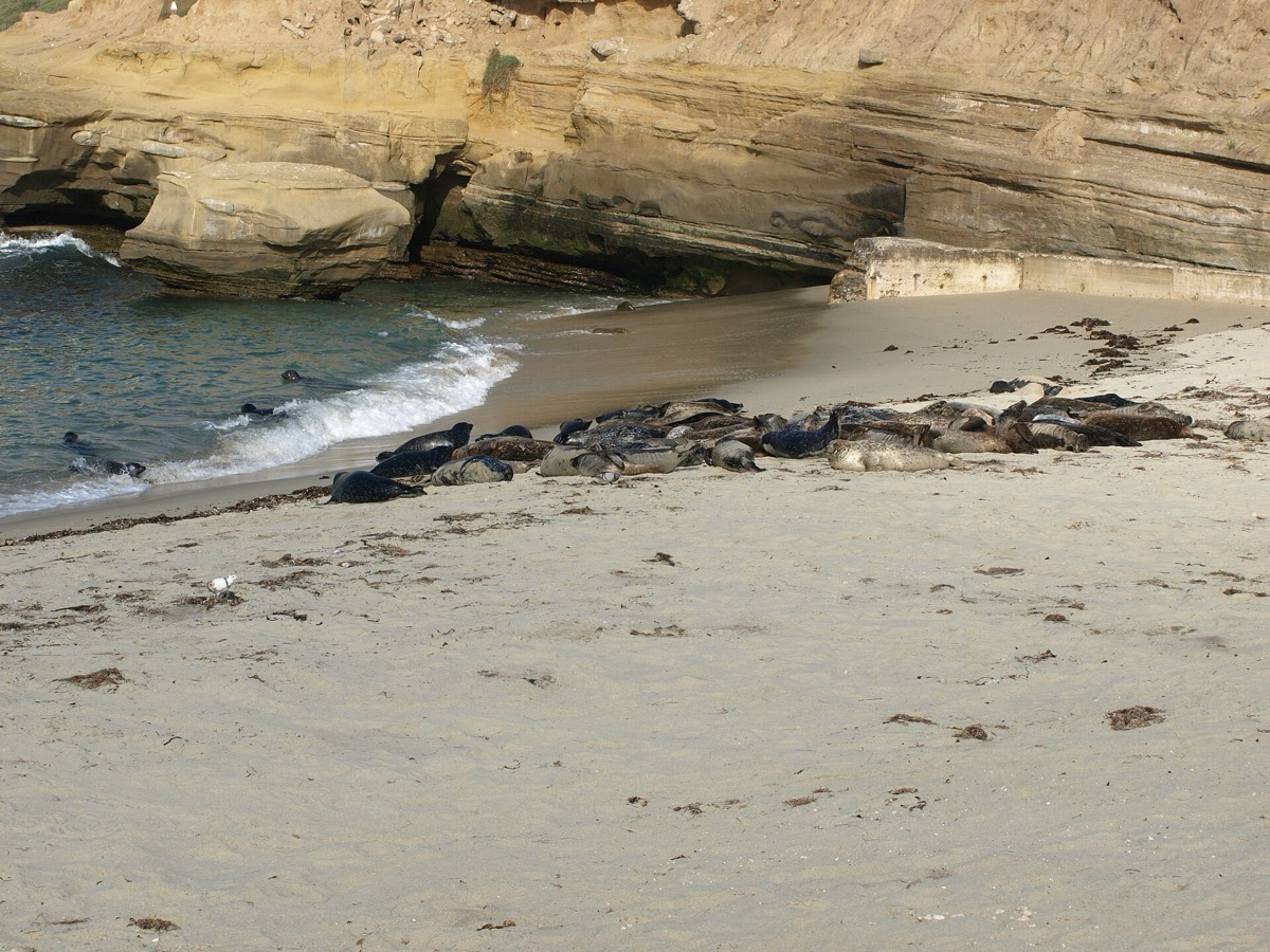 Harbour seals resting on the sand at the Children's Pool