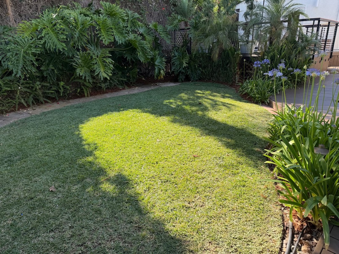 The back lawn with tropical planting and agapanthus along the edge