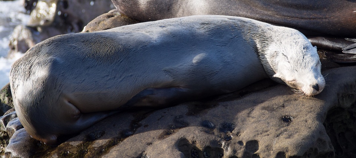 A California sea lion hauled out on the rocks at La Jolla Cove